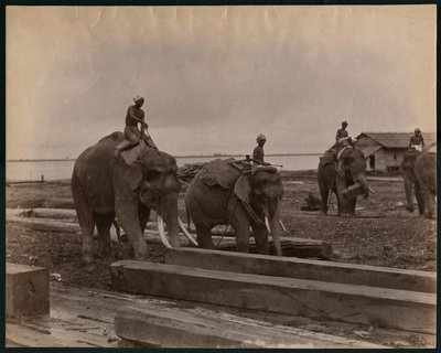 Trabajando con elefantes, c.1880 de Philip Adolphe Klier